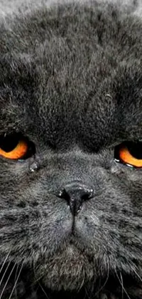 This striking phone live wallpaper features a close-up of a cat with captivating orange eyes, set against a dark gray background with subtle pops of orange