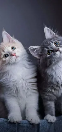 This live phone wallpaper showcases two cats sitting together in a cute and heartwarming pose
