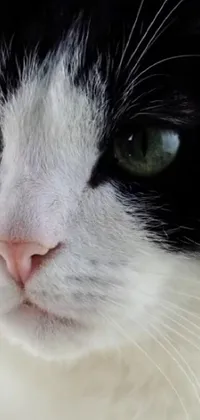 This black and white cat live wallpaper captures the detailed close-up features of a feline with square nose and green eyes