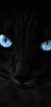 This phone live wallpaper captures a beautiful close-up of a black feline with striking blue eyes