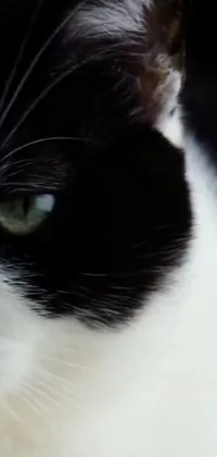 This live wallpaper features a stunning black and white cat with glowing green eyes named Pepper as the main focus
