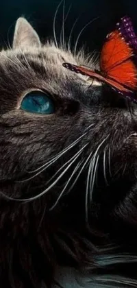 This is a vivid and realistic phone live wallpaper of a black cat with a butterfly resting delicately on its head