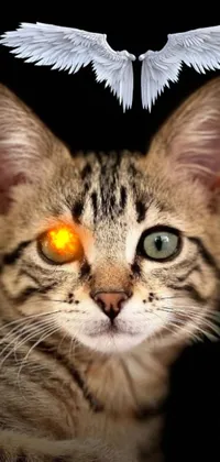 The mesmerizing phone live wallpaper features a close-up of a cat with a bird perched on its head, glowing demonic eyes and laser-made eyes, perfect for any Android device