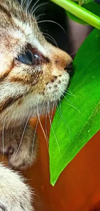 This phone live wallpaper features a stunning close up of a curious cat near a green plant - the purrfect addition to your phone screen