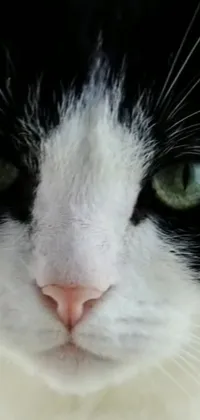 This is a live phone wallpaper featuring a detailed close-up of a black and white cat with green eyes