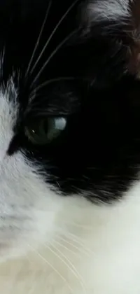 Looking for a unique and immersive live wallpaper for your phone? Check out this black and white cat close-up! With its piercing and alert eyes, every strand of whisker and fur is animated to simulate movement, and the dark and textured background adds depth and dimension to the overall image