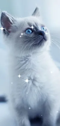 This live phone wallpaper features an adorable furry white kitten sitting on a window sill, gazing up with its striking blue eyes