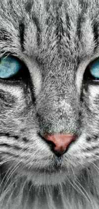 Get whisked away to a world of feline fantasy with this stunning live wallpaper! Featuring a beautiful silver and blue cat with piercing blue eyes, this wallpaper is the perfect way to brighten up your phone screen