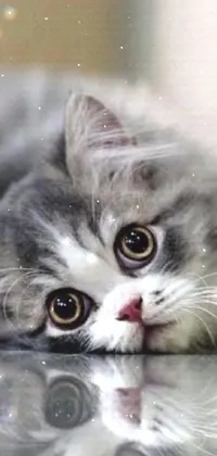 Looking for a charming live wallpaper for your phone? Check out this delightful option featuring a Gray and White cat