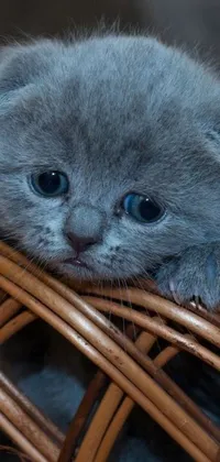 This phone live wallpaper features a close-up of a kitten nestled in a cozy basket