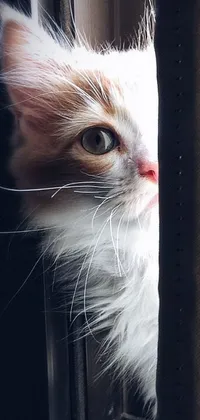 This charming phone live wallpaper features a close-up portrait of an adorable kitten with a white muzzle and fluffy fur