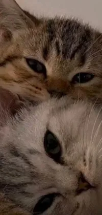 Looking for a cute and charming live wallpaper for your phone? Look no further than this adorable image of two cuddly cats laying on top of each other! Sourced from Reddit, this 240p quality gif will add a heartwarming touch to your phone screen