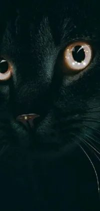 Experience the magic of a hyperrealistic black cat with glowing golden eyes, captured in a stunning photorealistic painting