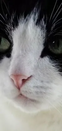 This stunning live wallpaper features a detailed close-up of a black and white cat with striking green eyes