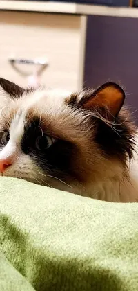 This live wallpaper showcases a cute ragdoll cat named Greeny, lying on a cozy bed