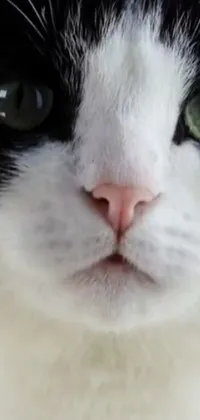 Looking for a stunning live wallpaper for your phone? Check out this high-quality 4k wallpaper featuring a close-up of a black and white cat with mesmerizing green eyes