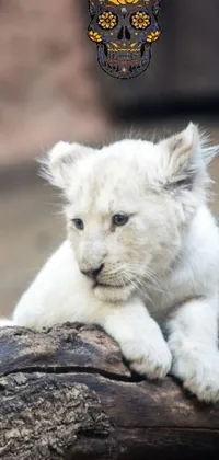 This white lion cub live wallpaper by Matija Jama features a on a log that adds a playful touch to your phone screen
