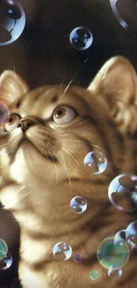 This stunning phone wallpaper features a close-up of a photorealistic cat looking up at bubbles in a dreamy and whimsical atmosphere
