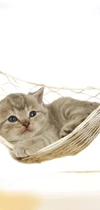 This live wallpaper showcases a cute kitten resting in a hammock on a wooden stand