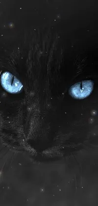 This is a phone live wallpaper featuring a close-up of a black cat with striking blue eyes