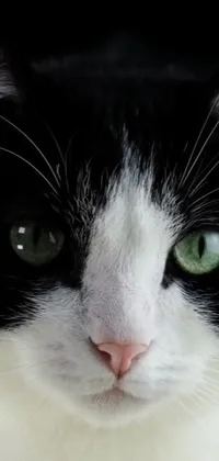 This phone live wallpaper features a stunning close-up of a black and white feline with piercing green eyes and a small white nose