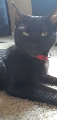 This phone live wallpaper features a stunning black cat with a red collar