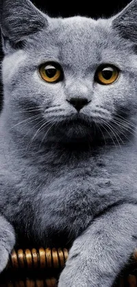 This live wallpaper showcases a charming close-up of a grey and white Scottish fold cat