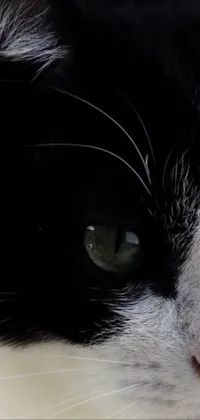 This black and white cat live wallpaper for your phone features a realistic close-up portrayal of a cat's face with worm's eye view and profile