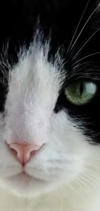 This black and white cat phone live wallpaper captures the serene beauty of feline grace