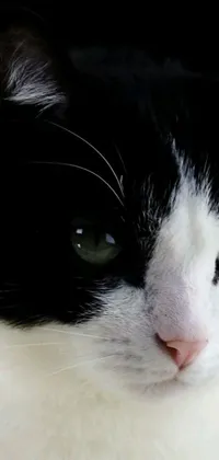 This phone live wallpaper features a close-up shot of a black and white cat with green eyes