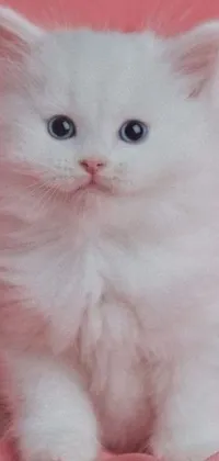 This live wallpaper features an adorable white kitten sitting on a soft pink blanket