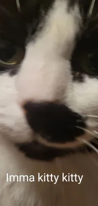 Get the purr-fect live wallpaper for your phone with a black and white cat's face