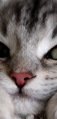 Add some feline charm to your mobile screen with this exquisite live wallpaper