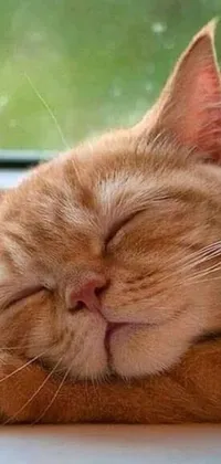 This phone live wallpaper showcases a stunning close-up of a beautiful ginger cat sleeping peacefully on a windowsill, displaying its natural beauty