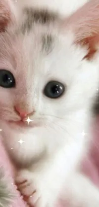 This live wallpaper depicts a playful white kitten peeking from a soft pink blanket