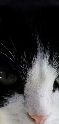 This mobile live wallpaper showcases a stunning close-up of a black and white feline