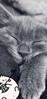 This live wallpaper for your phone features a cute black and white photo of a sleeping cat