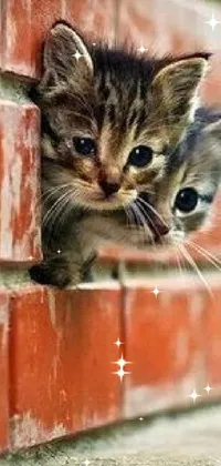 Looking for an adorable and photorealistic phone live wallpaper? Look no further than this cute kitten sticking its head out of a brick wall