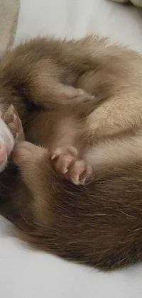 This phone live wallpaper features a lovely image of two sleeping ferrets, captured in warmly toned and silver backgrounds