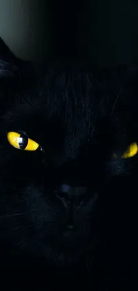 Intensify your phone wallpaper with this live image of a close-up shot of a black cat with glowing yellow eyes