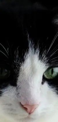 Adorn your phone with a stunning live wallpaper of a beautiful black and white cat with striking green eyes