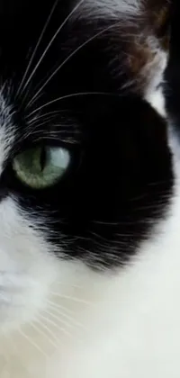 Get mesmerized with this stunning live wallpaper featuring a close-up shot of a black and white cat with green eyes