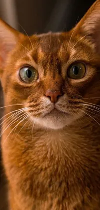 This live wallpaper features a close-up of a small, caramel-colored cat looking directly at the camera