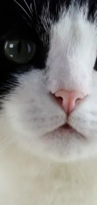 This mobile wallpaper features a close-up of a black and white cat with mesmerizing green eyes, a square black nose, and soft fur visible on the neck