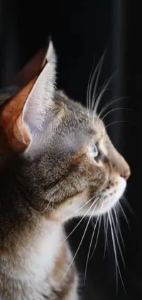 This phone live wallpaper features a photo-realistic, close-up profile of a cat looking out of a window
