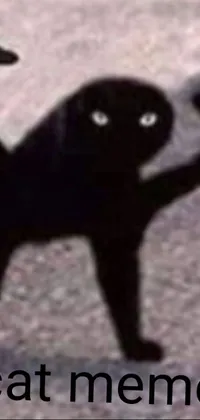 Get mesmerized by this phone live wallpaper featuring a surreal and captivating image of a black cat standing on its hind legs