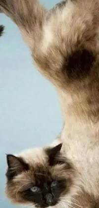 Carnivore Snout Cat Live Wallpaper