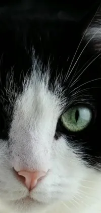 This phone live wallpaper showcases a stunning black and white feline with piercing green eyes