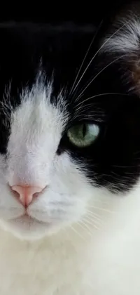Get the perfect feline companion with this black and white cat phone live wallpaper