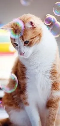 Add a playful touch to your phone display with an adorable live wallpaper featuring an orange and white cat